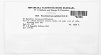 Pucciniastrum epilobii image